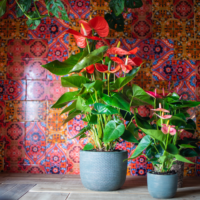 Amazone Plants (2)
