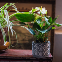 Amazone Plants (3)