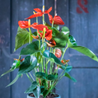 Amazone Plants (4)