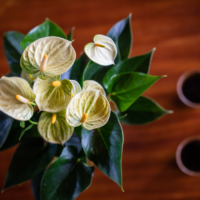 Amazone Plants (5)